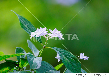 梅雨に咲きほこる万葉の花　アジサイ 133295023