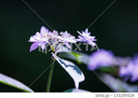 梅雨に咲きほこる万葉の花 アジサイ 梅雨に咲きほこる万葉の花 アジサイ 133295026