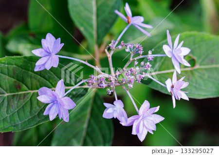 梅雨に咲きほこる万葉の花 アジサイ 梅雨に咲きほこる万葉の花 アジサイ 133295027
