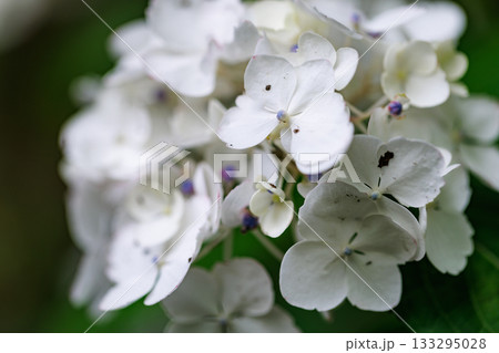 梅雨に咲きほこる万葉の花　アジサイ 133295028