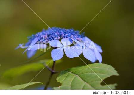 梅雨に咲きほこる万葉の花 アジサイ 梅雨に咲きほこる万葉の花 アジサイ 133295033