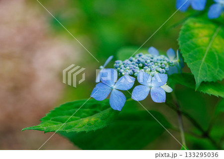 梅雨に咲きほこる万葉の花 アジサイ 梅雨に咲きほこる万葉の花 アジサイ 133295036