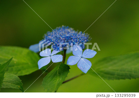 梅雨に咲きほこる万葉の花 アジサイ 梅雨に咲きほこる万葉の花 アジサイ 133295039