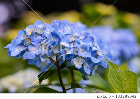梅雨に咲きほこる万葉の花 アジサイ 梅雨に咲きほこる万葉の花 アジサイ 133295042