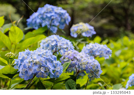 梅雨に咲きほこる万葉の花　アジサイ 133295043