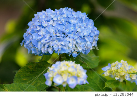 梅雨に咲きほこる万葉の花　アジサイ 133295044