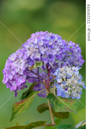 梅雨に咲きほこる万葉の花 アジサイ 梅雨に咲きほこる万葉の花 アジサイ 133295059