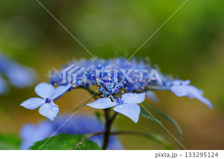 梅雨に咲きほこる万葉の花　アジサイ 133295124