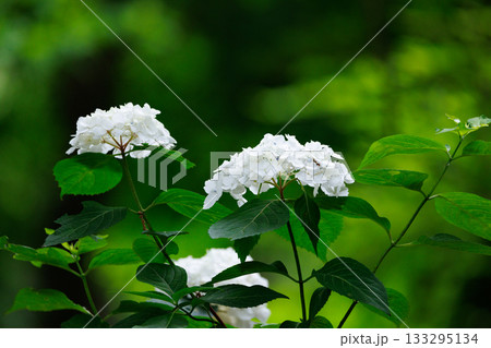 梅雨に咲きほこる万葉の花　アジサイ 133295134