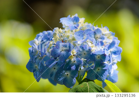 梅雨に咲きほこる万葉の花　アジサイ 133295136