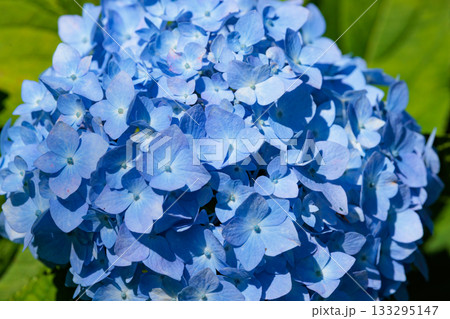 梅雨に咲きほこる万葉の花　アジサイ 133295147