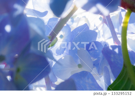 梅雨に咲きほこる万葉の花　アジサイ 133295152