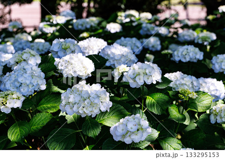 梅雨に咲きほこる万葉の花　アジサイ 133295153