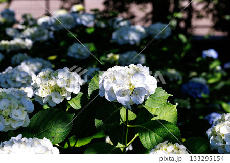 梅雨に咲きほこる万葉の花　アジサイ 133295154