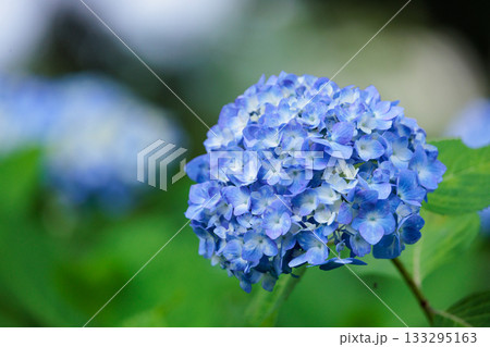 梅雨に咲きほこる万葉の花　アジサイ 133295163