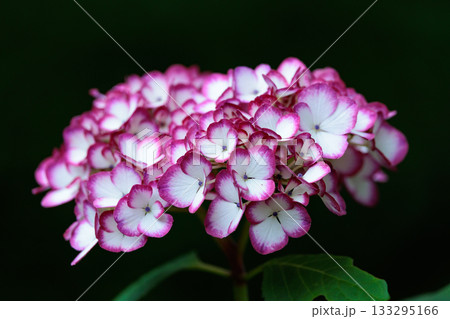 梅雨に咲きほこる万葉の花 アジサイ 梅雨に咲きほこる万葉の花 アジサイ 133295166