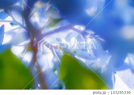 梅雨に咲きほこる万葉の花　アジサイ 133295330