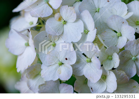 梅雨に咲きほこる万葉の花　アジサイ 133295331