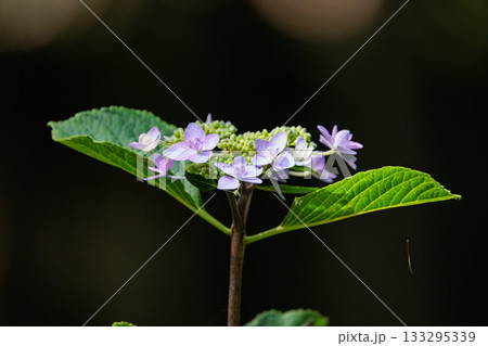 梅雨に咲きほこる万葉の花　アジサイ 133295339