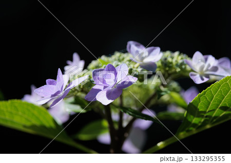 梅雨に咲きほこる万葉の花　アジサイ 133295355
