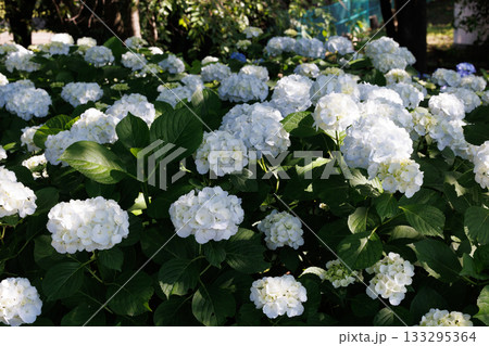 梅雨に咲きほこる万葉の花　アジサイ 133295364