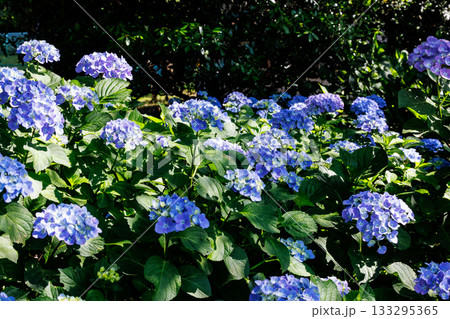 梅雨に咲きほこる万葉の花　アジサイ 133295365