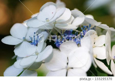 梅雨に咲きほこる万葉の花 アジサイ 梅雨に咲きほこる万葉の花 アジサイ 133295370