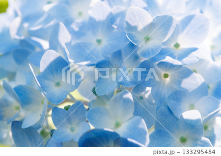 梅雨に咲きほこる万葉の花　アジサイ 133295484