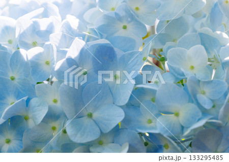 梅雨に咲きほこる万葉の花　アジサイ 133295485