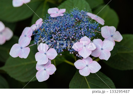 梅雨に咲きほこる万葉の花　アジサイ 133295487