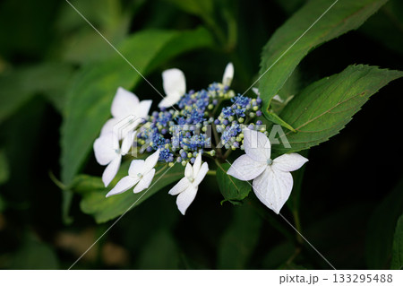 梅雨に咲きほこる万葉の花　アジサイ 133295488