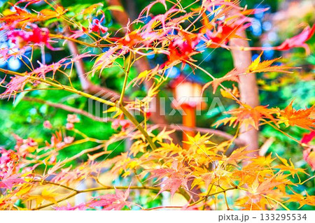 等々力不動尊の紅葉 133295534