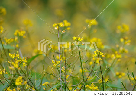 日本全国の道端や空き地で一年中見入ることが出来る多年草のイヌガラシ 133295540