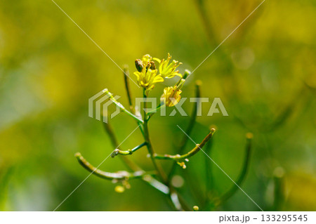 日本全国の道端や空き地で一年中見入ることが出来る多年草のイヌガラシ 133295545