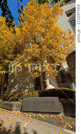 京都大学総合博物館と銀杏 133295569