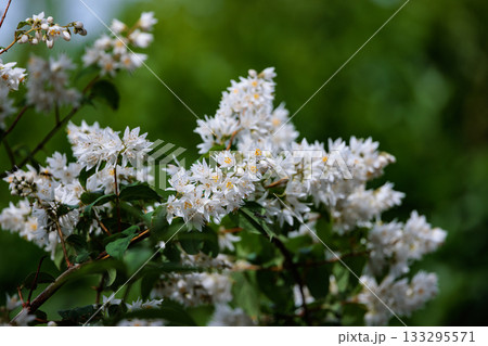 幹に中空があることから名付けられた可憐な花を咲かす木 ウツギ 幹に中空があることから名付けられた可憐な花を咲かす木 ウツギ 133295571