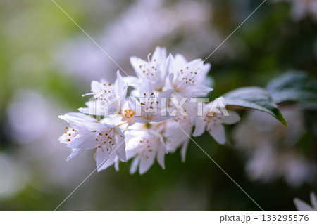 幹に中空があることから名付けられた可憐な花を咲かす木　ウツギ 133295576