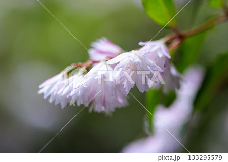 幹に中空があることから名付けられた可憐な花を咲かす木 ウツギ 幹に中空があることから名付けられた可憐な花を咲かす木 ウツギ 133295579