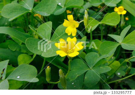 幸運の四つ葉のクローバーと間違われる　カタバミ 133295777