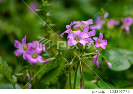 幸運の四つ葉のクローバーと間違われる　カタバミ 133295779