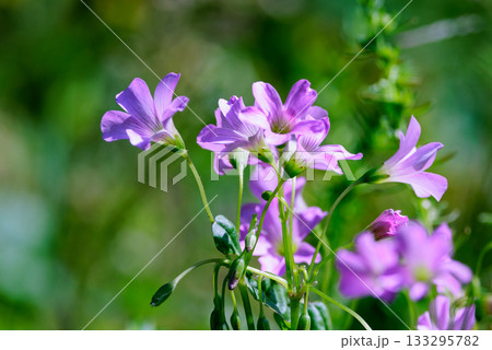 幸運の四つ葉のクローバーと間違われる カタバミ 幸運の四つ葉のクローバーと間違われる カタバミ 133295782