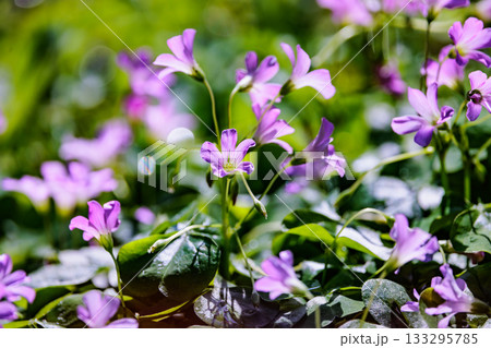 幸運の四つ葉のクローバーと間違われる　カタバミ 133295785