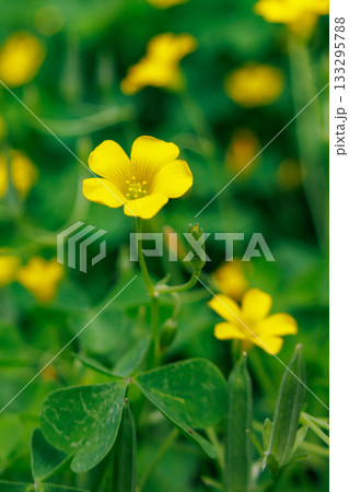 幸運の四つ葉のクローバーと間違われる　カタバミ 133295788