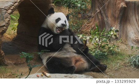 Cute giant panda bear eating bamboo Cute giant panda bear eating bamboo 133295929