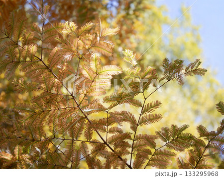 晩秋のメタセコイアの黄葉 133295968