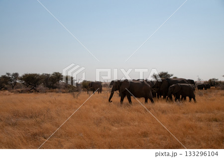 A herd of African Elephants in Etosha A herd of African Elephants in Etosha 133296104