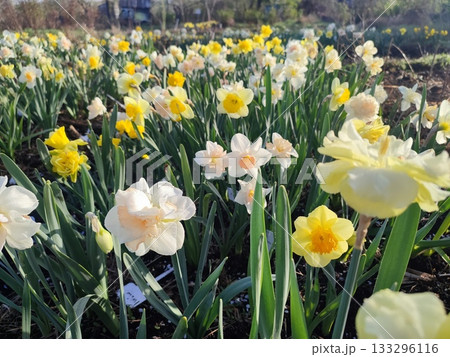 Blooming daffodil flowers with yellow, pink, white petals on green stem blooming and growing in ground in garden on sunny spring day. Selection breeding of flowers. Agricultural farming and gardening 133296116