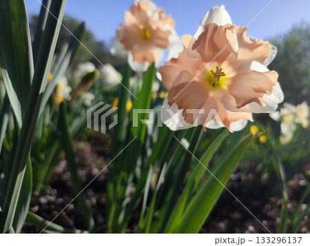 Blossoming flower of narcissus variety Edinburgh close-up. Beautiful daffodils flower with white and pink petals in inflorescence on green stem growing in ground on sunny spring day with blue sky Blossoming flower of narcissus variety Edinburgh close-up. Beautiful daffodils flower with white and pink petals in inflorescence on green stem growing in ground on sunny spring day with blue sky 133296137
