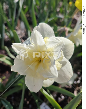Blooming narcissus flower variety Amira close-up. Blooming daffodil flower with white petals in inflorescence with green leaves growing in ground on sunny spring day. Agricultural farming Blooming narcissus flower variety Amira close-up. Blooming daffodil flower with white petals in inflorescence with green leaves growing in ground on sunny spring day. Agricultural farming 133296142