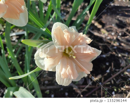 Blooming narcissus flower on sunny spring day. Varietal flower of narcissus variety Apricot Whirl. Pink petals on white petals in inflorescence with stamens on green stem leaves in ground Blooming narcissus flower on sunny spring day. Varietal flower of narcissus variety Apricot Whirl. Pink petals on white petals in inflorescence with stamens on green stem leaves in ground 133296144